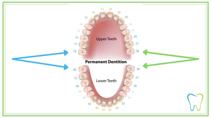 dentizione permanente dentista ammendolia velletri